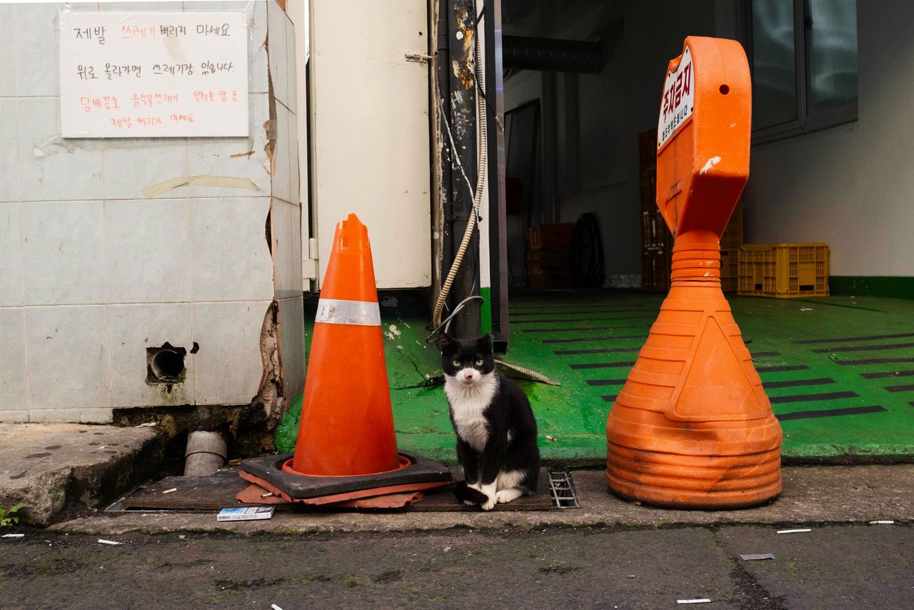 Urban Wildlife