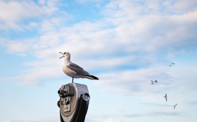 Urban Wildlife