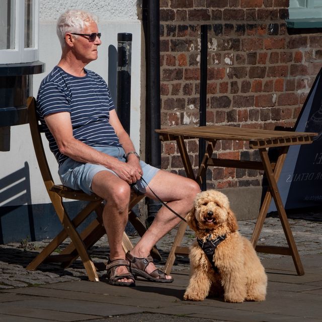 Dogs