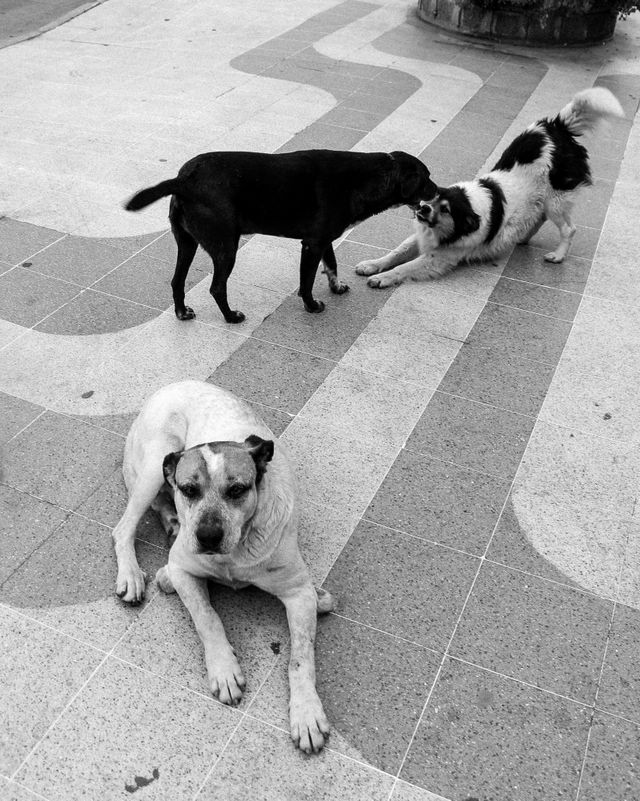 Monochrome