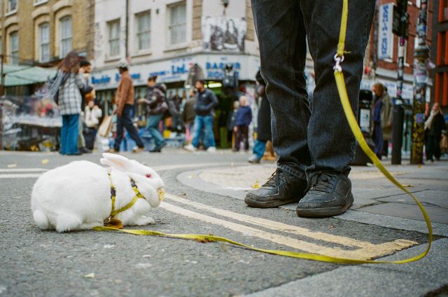Urban Wildlife