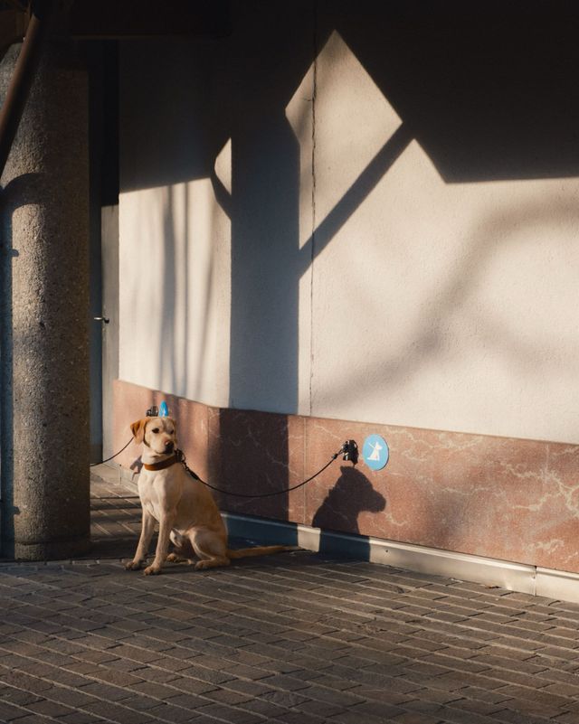 Dogs