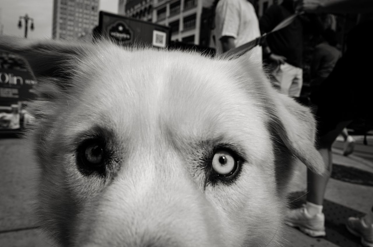 #34 Dogs