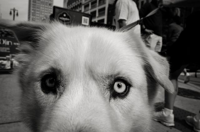 Dogs