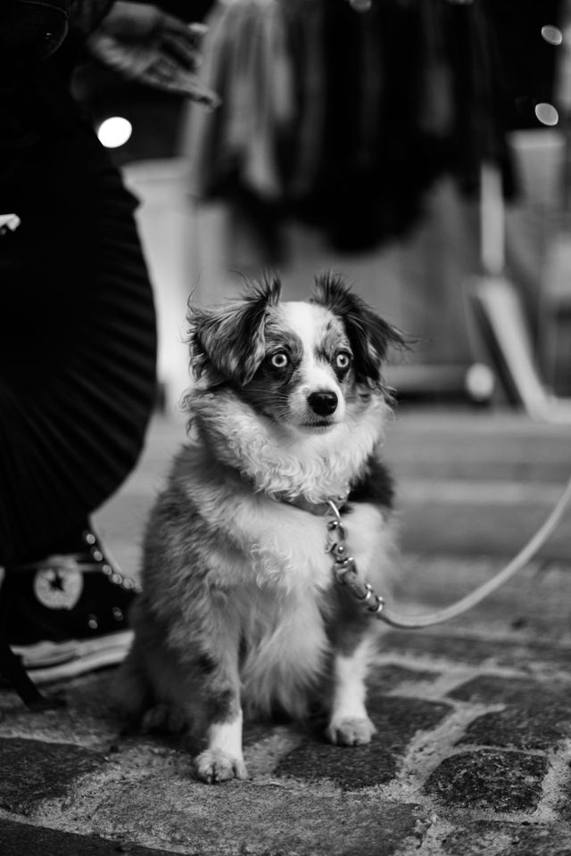 Dogs