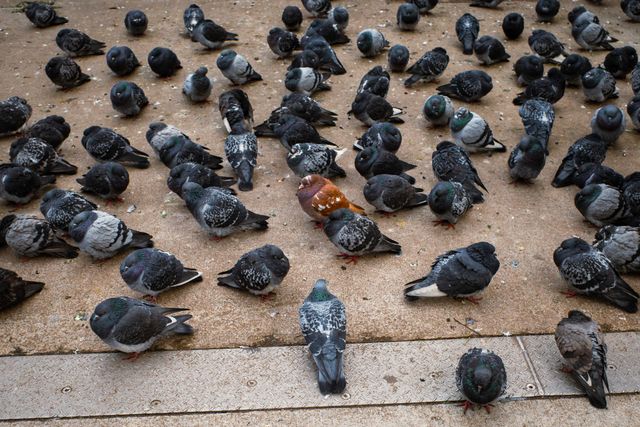 Urban Wildlife