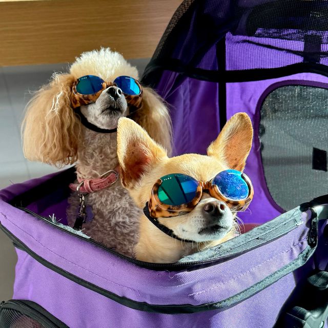 Dogs