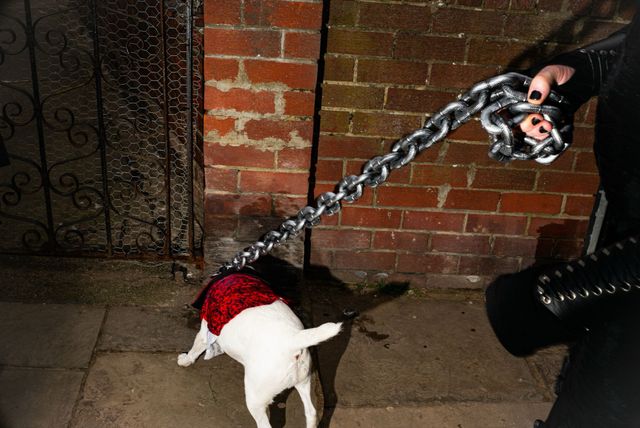 Dogs