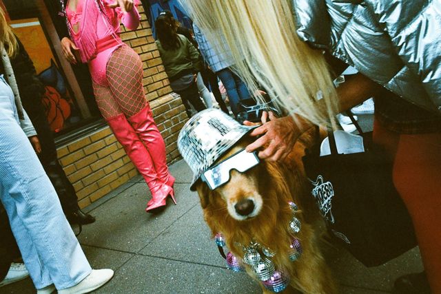 Dogs