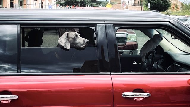 Dogs