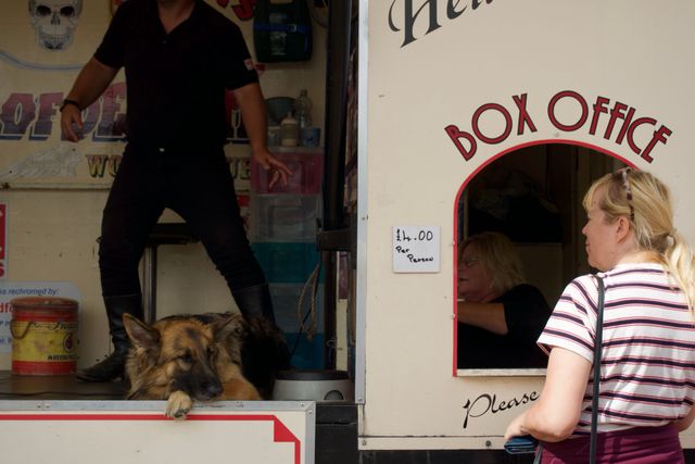 Dogs