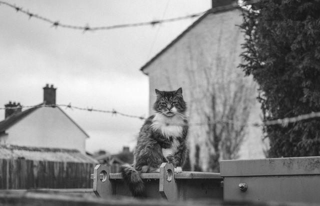 Urban Wildlife