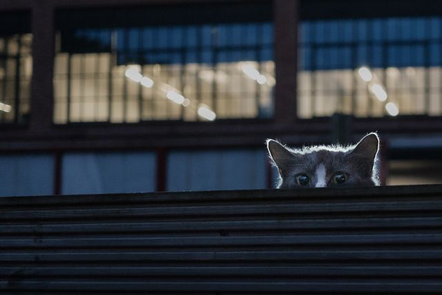 Urban Wildlife