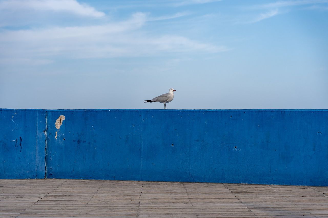 Submission by Ahmed Elassy