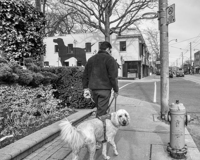 Dogs