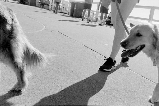 Dogs