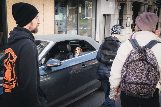 Dogs