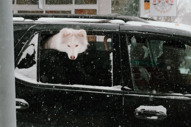 Urban Wildlife
