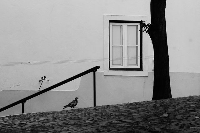 Urban Wildlife