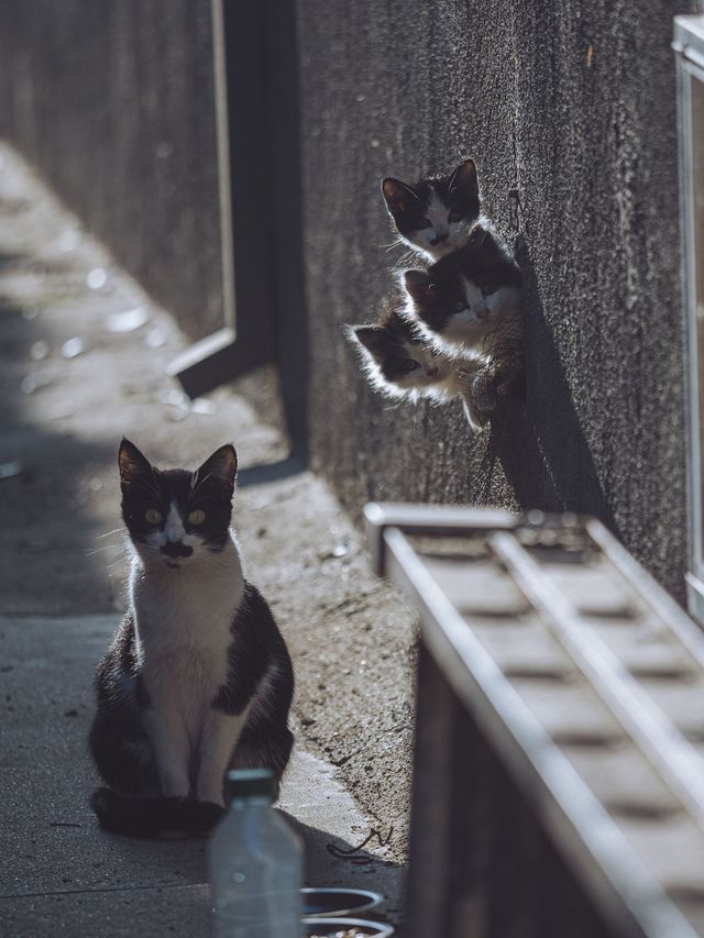Urban Wildlife