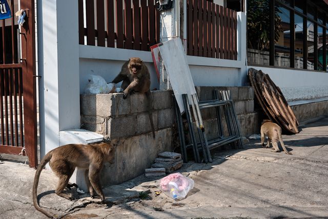 Urban Wildlife