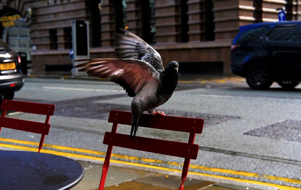 Urban Wildlife