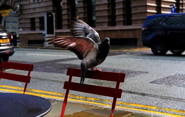 Urban Wildlife