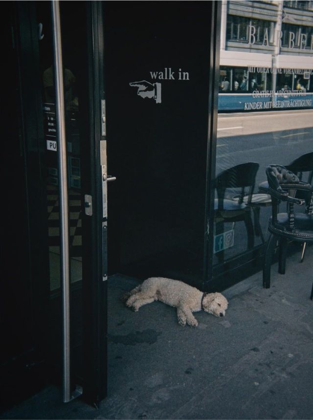 Dogs