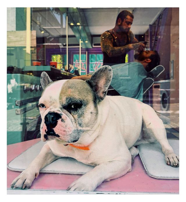 Dogs