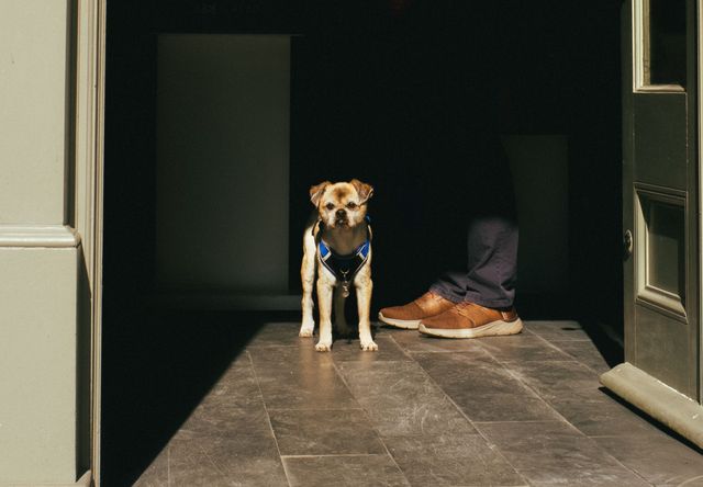 Dogs