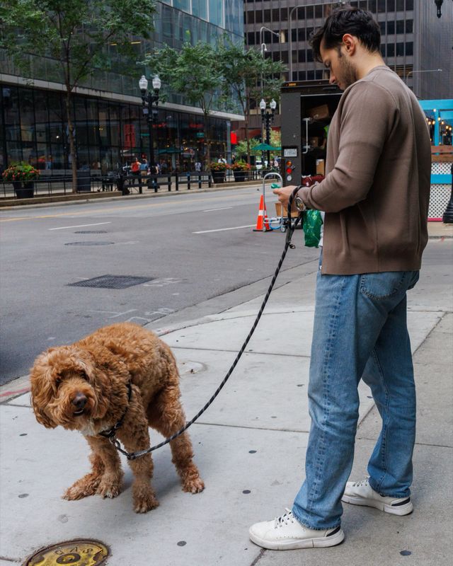 Dogs