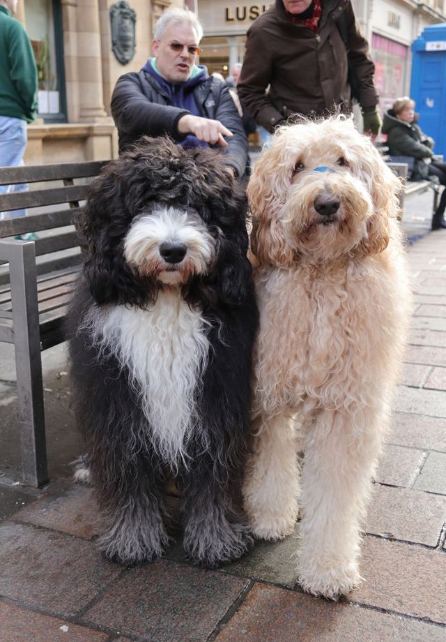 Dogs