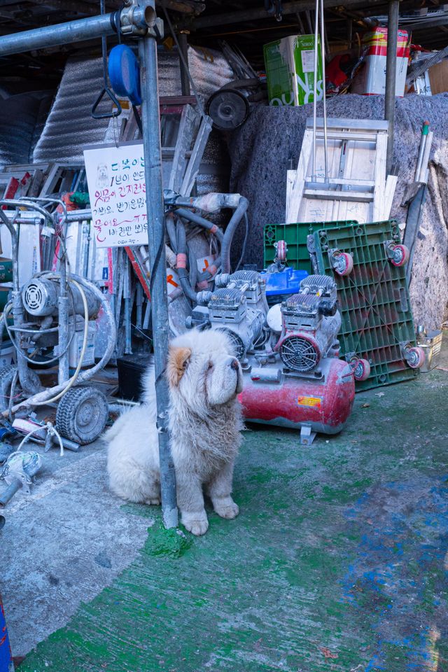 Dogs