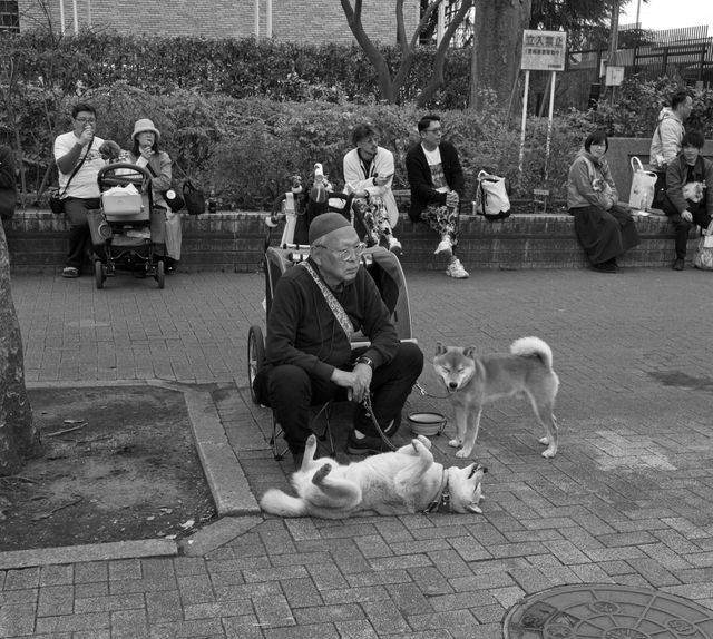 Dogs