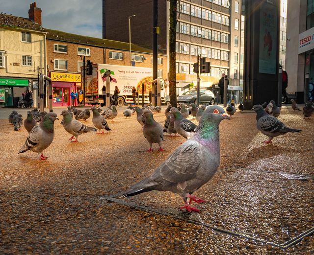 Urban Wildlife