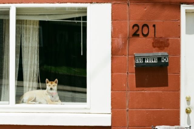 Dogs