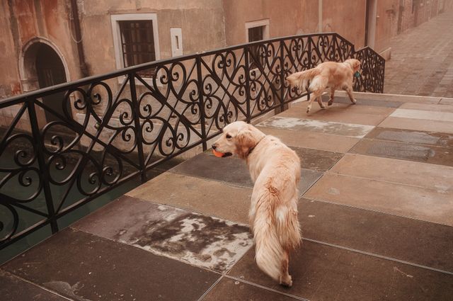 Dogs