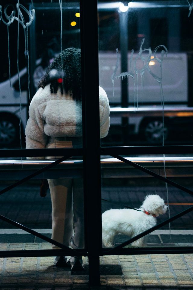 Dogs