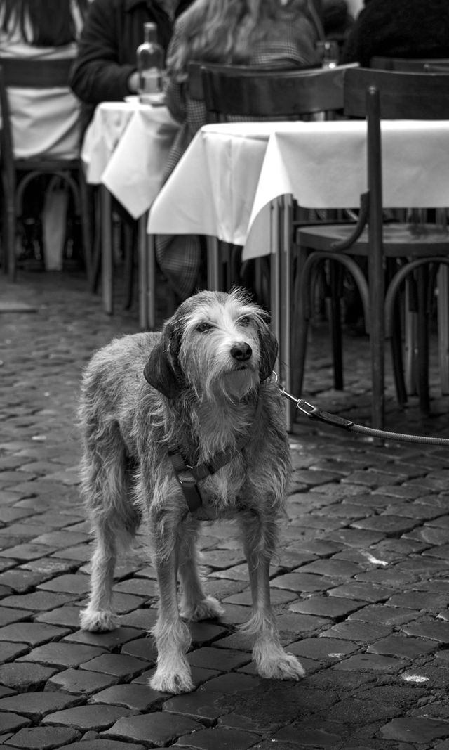 Dogs