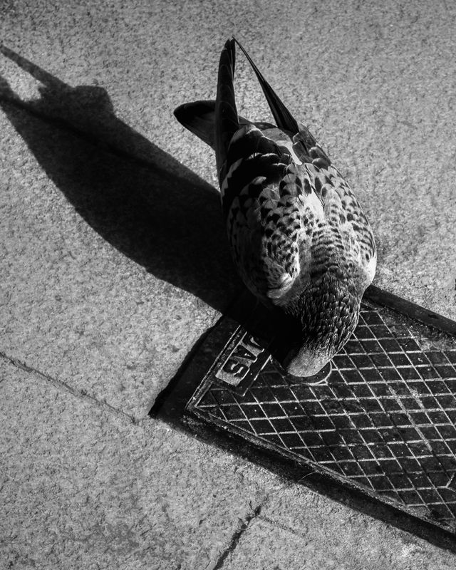 Urban Wildlife