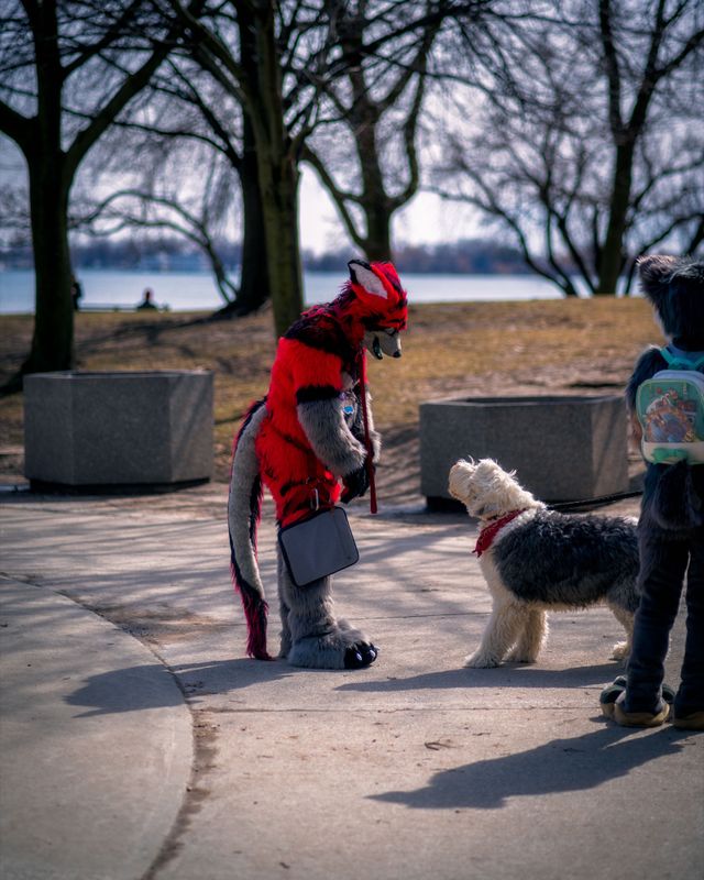 Dogs