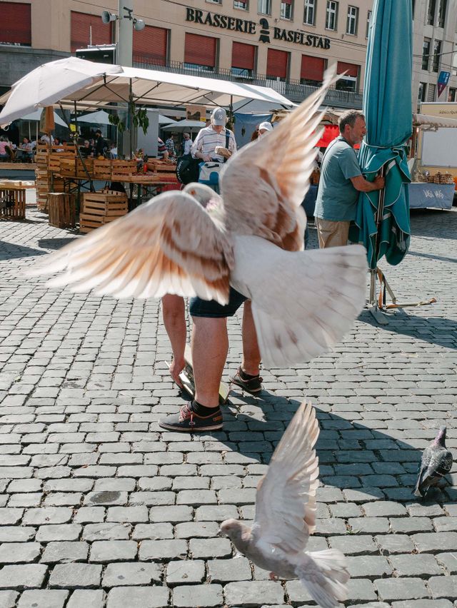 Urban Wildlife