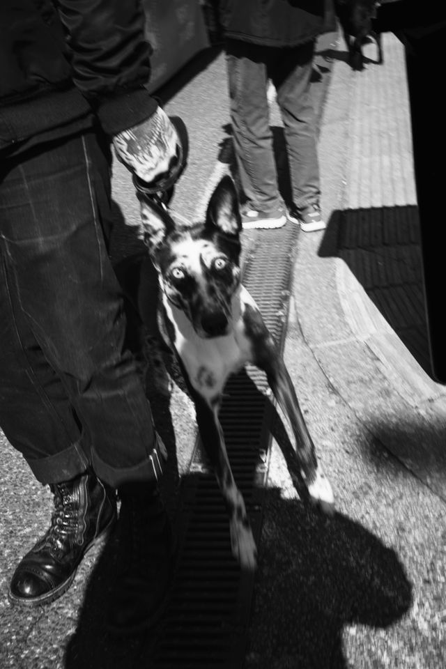 Dogs