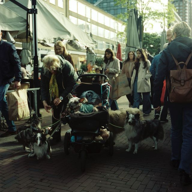 Dogs