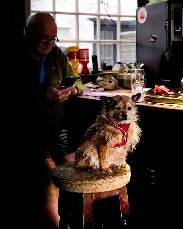Dogs