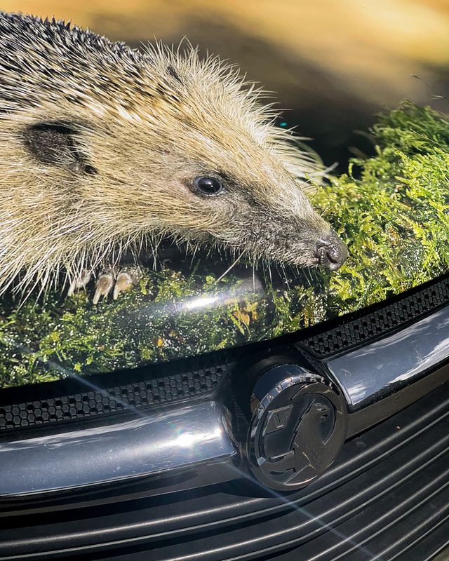 Urban Wildlife