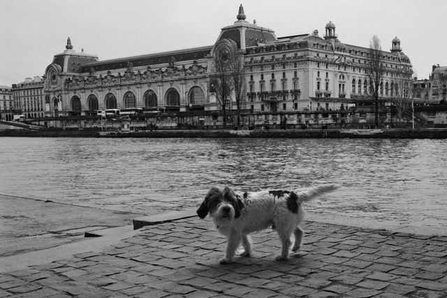 Dogs