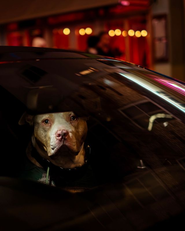 Dogs