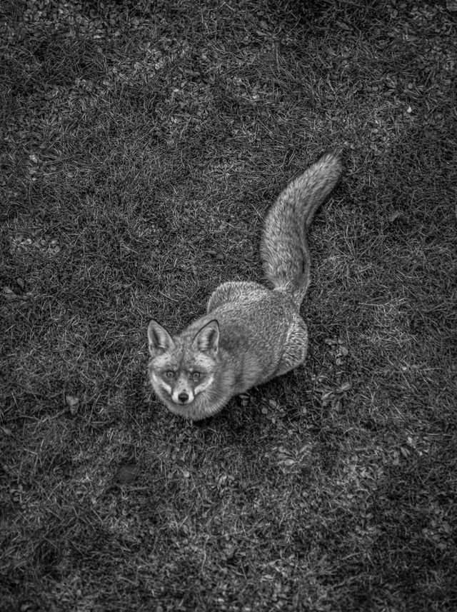 Urban Wildlife