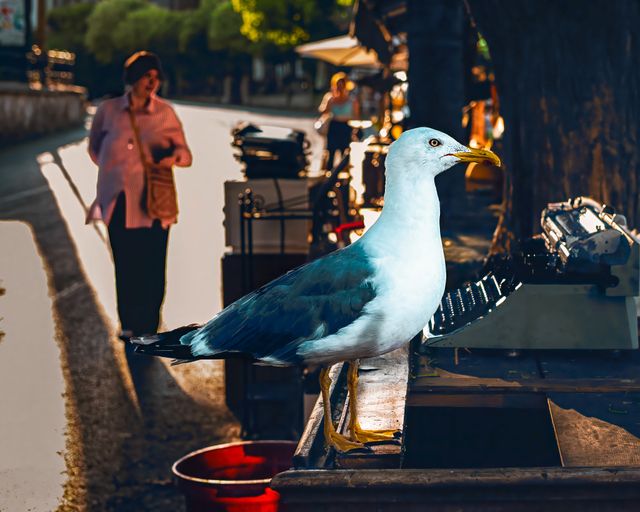 Urban Wildlife